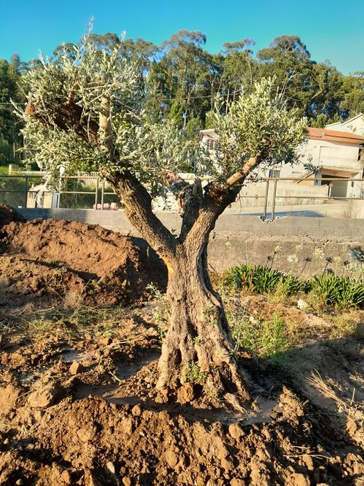 Oliveiras centenarias