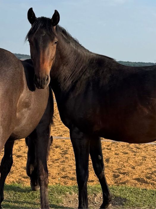 Małopolak Ogier koń małopolski 3 letni