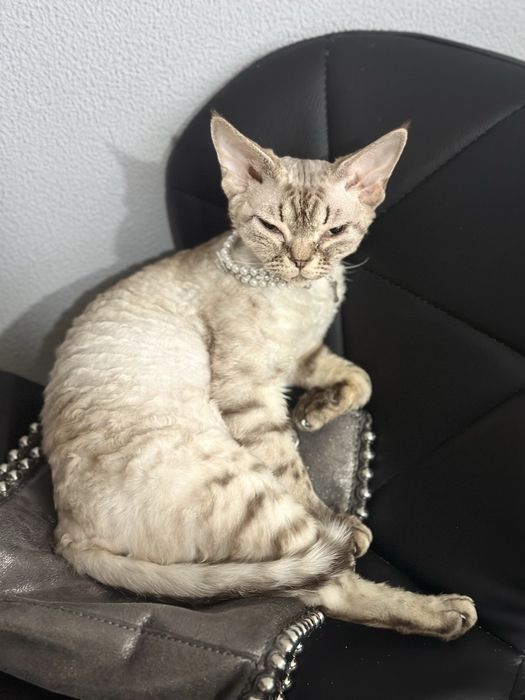 В разведение Devon Rex с Родословными