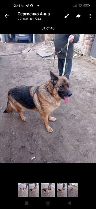 Собака німецької вівчарки