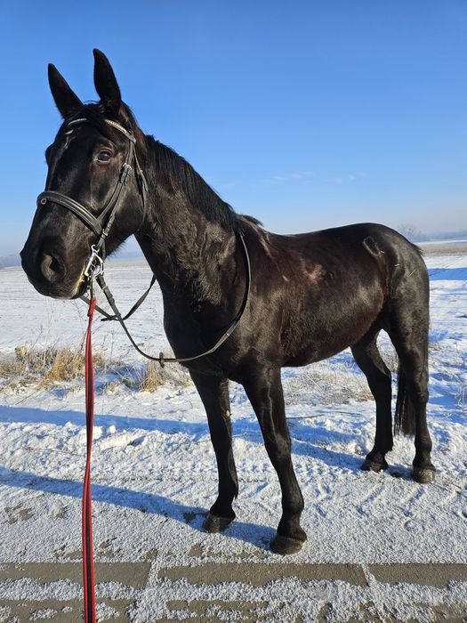 5 letni wałach 170cm