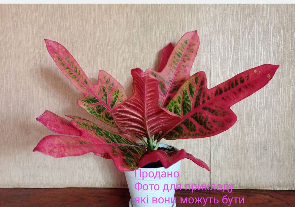 Продам укоренённый кротон. Цветной лист ).Сінгоніум, бегонія