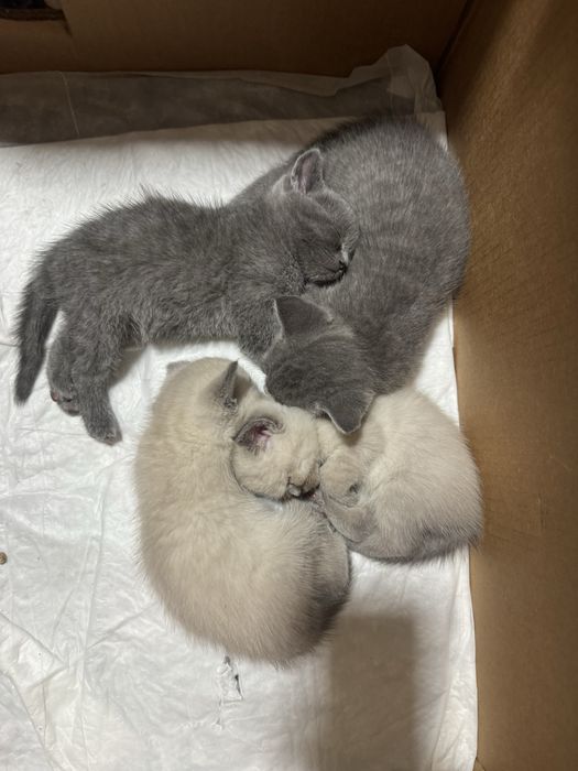 Котенята від Британської кішки