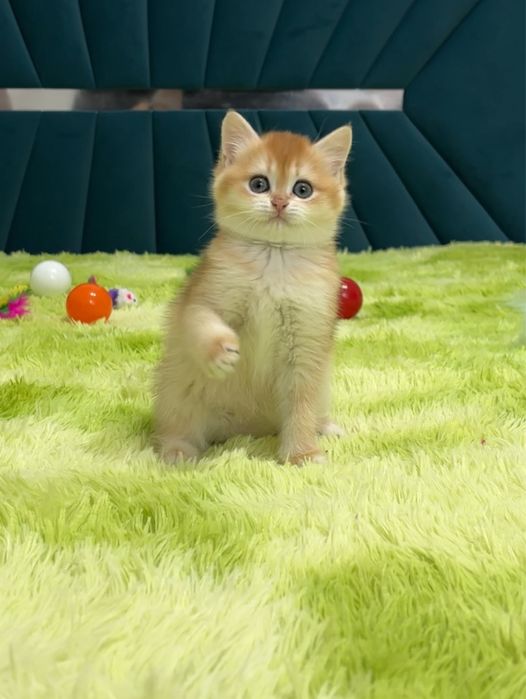 Дівчинка золота шиншила