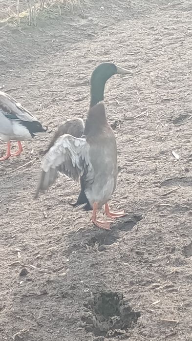 Sprzedam kaczkę biegus