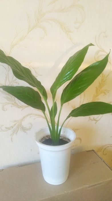 Спатіфілум (Жіноче щастя)