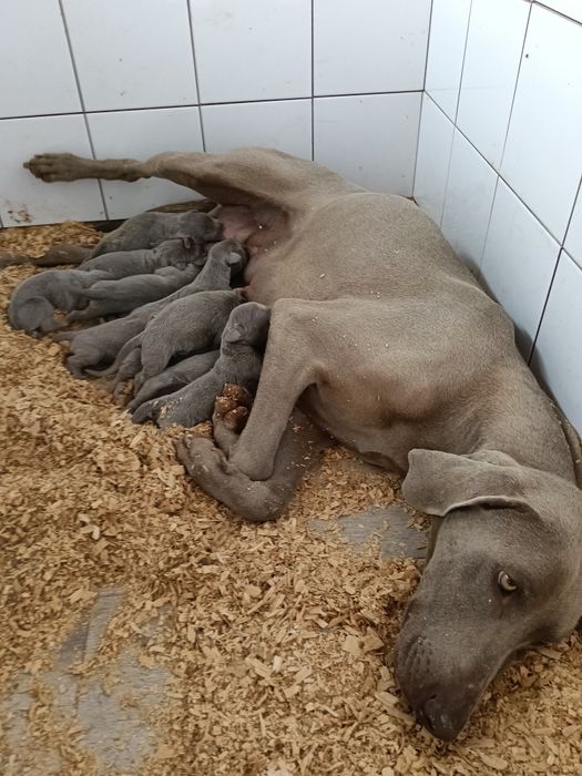Weimaraner cachorro