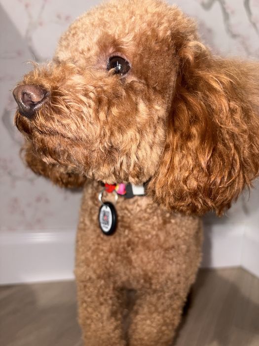 Нашийник для собак від wau dog