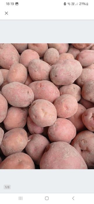 Ziemniaki ricardia irys vineta Queen anna Ignacy.