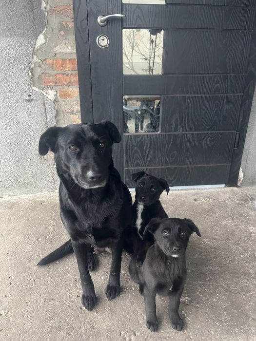 Віддам собачку в добрі руки