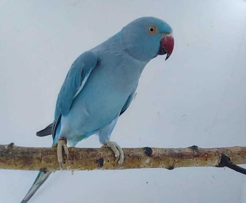 aleksandretty aleksandretta młode 25r zielone zółte niebieskie