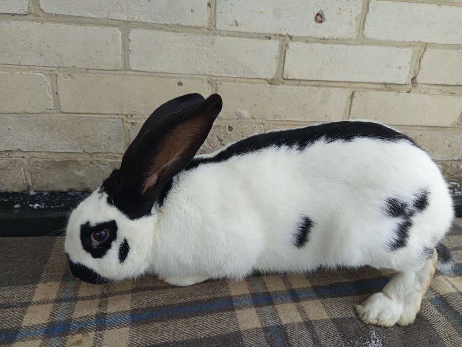 Кролики та кролички