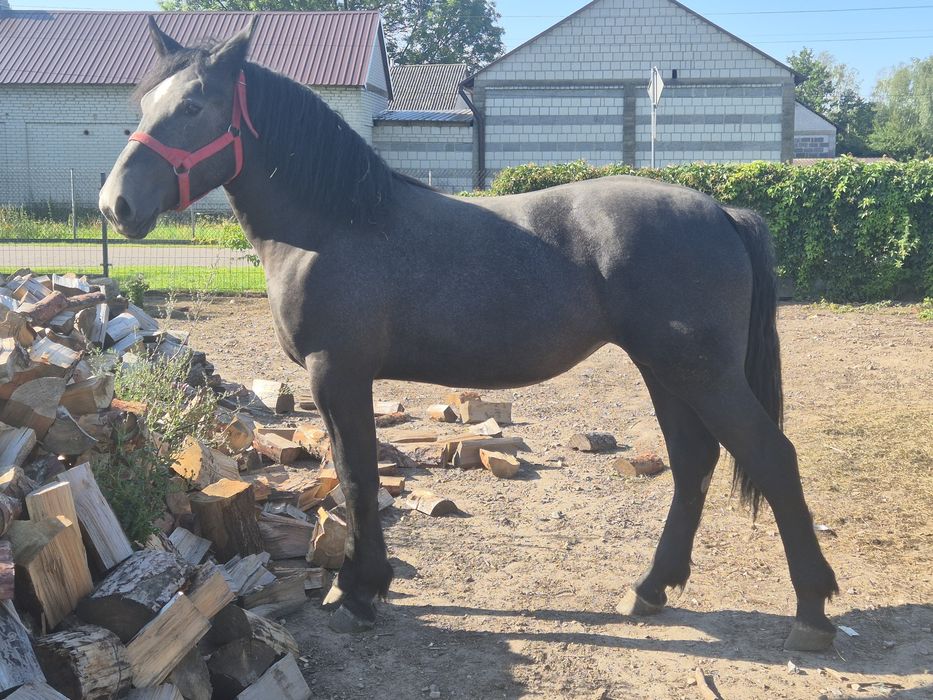 Sprzedam roczną źrebice