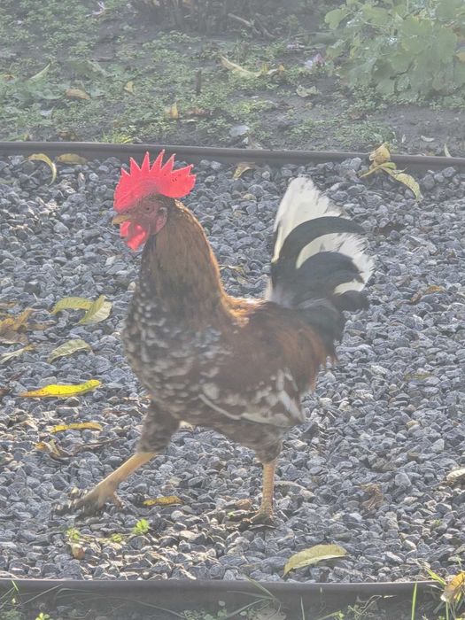 Продам декоративних курей