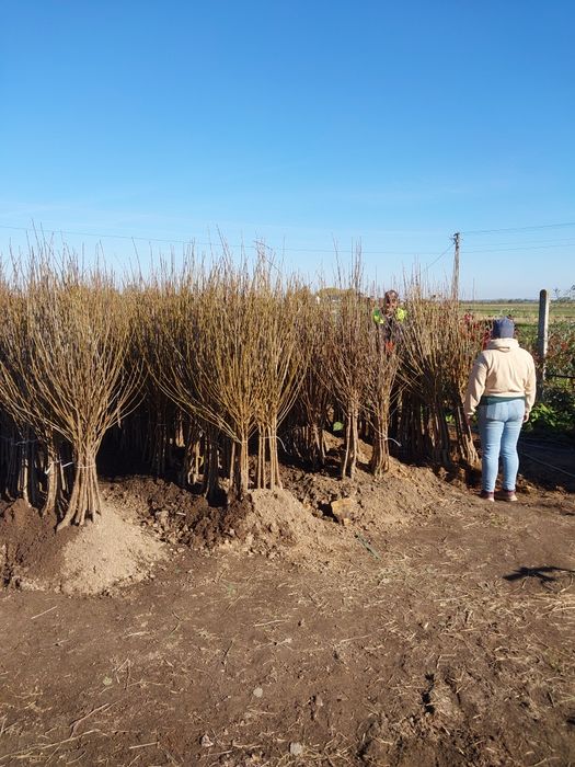 Wiśnia nefris wiśnia  wisnie łutówka