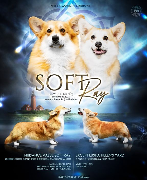 Девочка корги, ксу, питомник