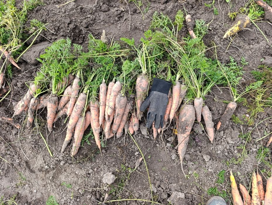 Часник Любаша, морква та цибуля, картопля, бурякдомашні