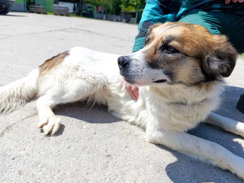 104709 Carla do adopcji