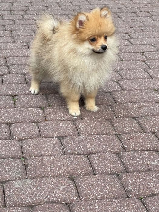 Pomeranian szpic miniaturowy piękny piesek z rodowodem