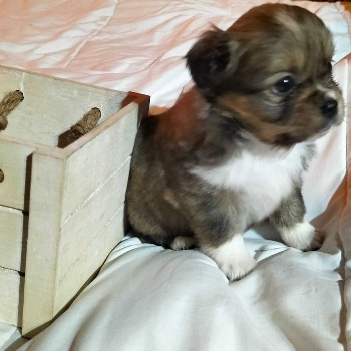 Pequenez fêmea linda