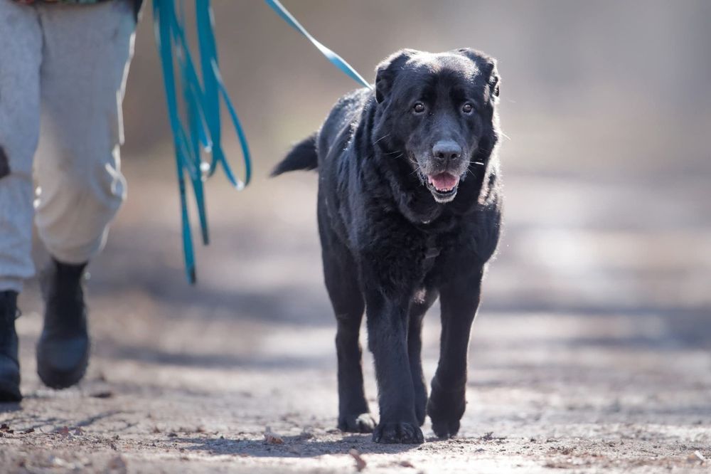 Duzy pies szuka domu, pilna adopcja
