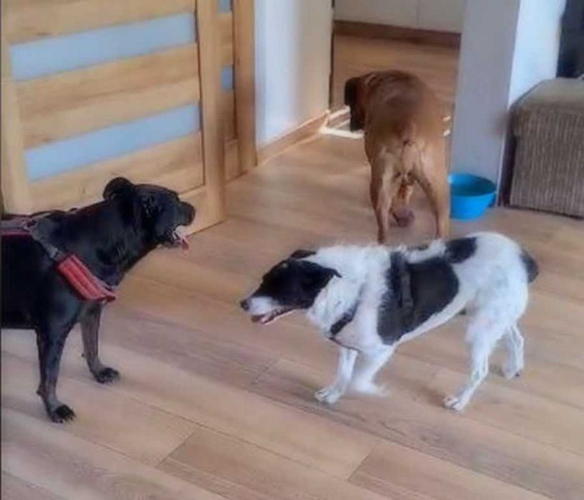 Wspaniały pies bokser Ares szuka dobrego domu ADOPCJA