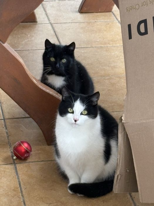Kocurki do adopcji