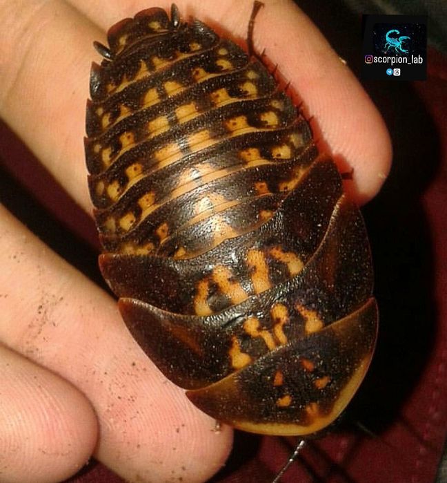 Таракан Blaberus craniifer "Black wing"