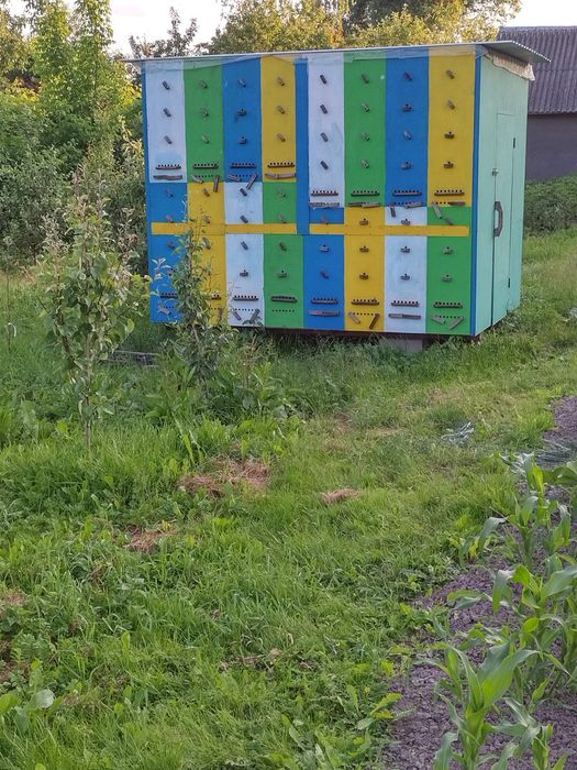 Гречаний мед!!! Викачка 2025 року!!!