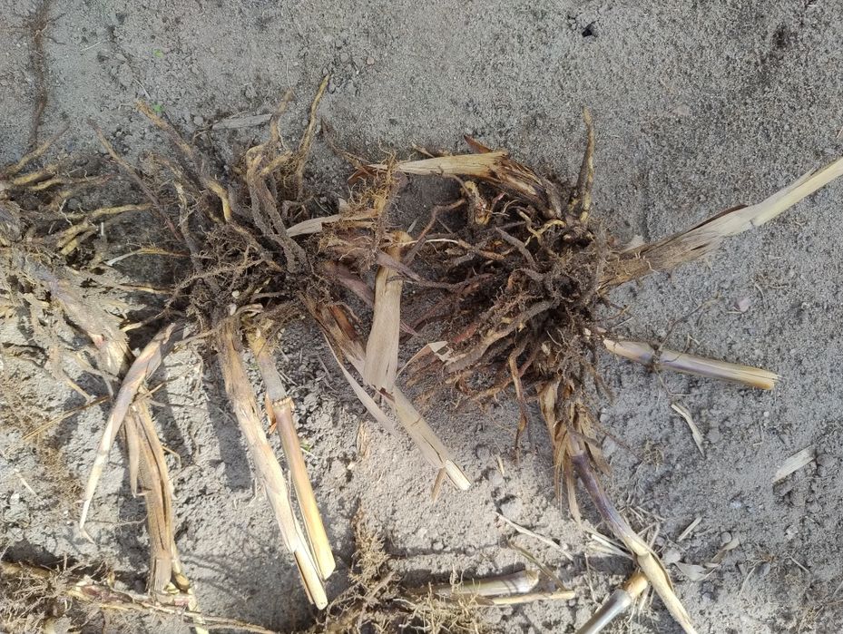 Sadzonki trawy miskant