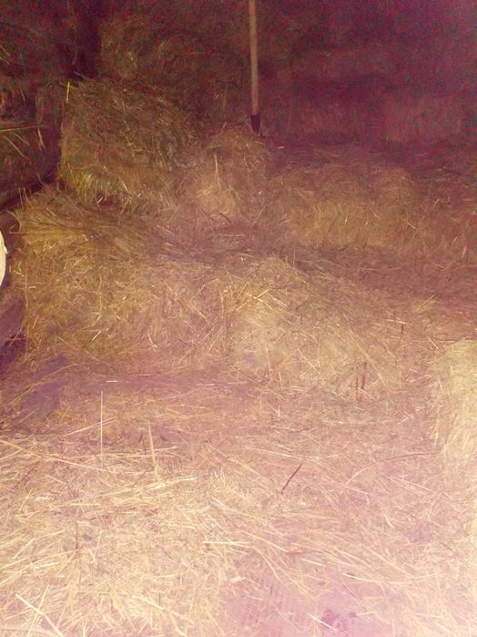 Сіно сено в квадратних тюках  2025р.