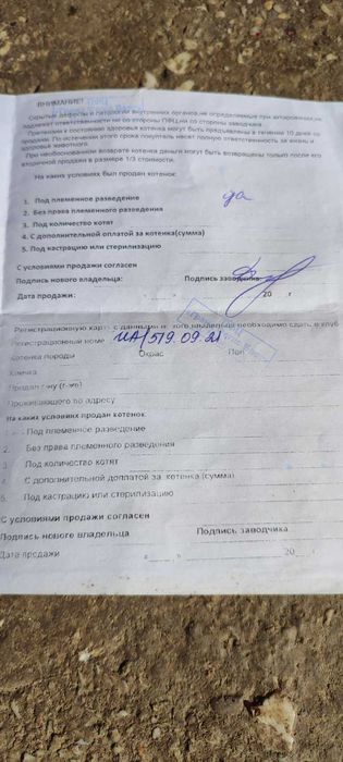 Золота Британська шиншила, в*язка