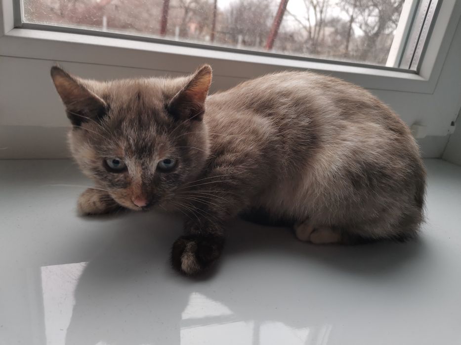 Киці шукають новий дім