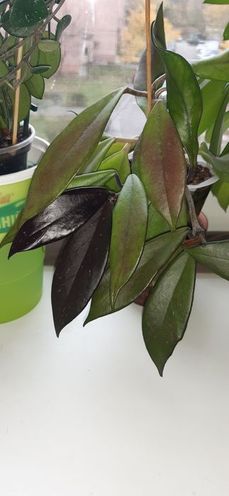 Хойя iml-361, сциндапсус, сингониум, ред батн