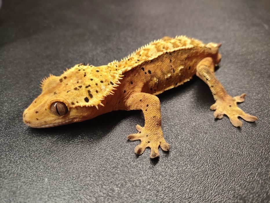 Para gekonów orzesionych Red brindle dalmatian i Orange super dalmatia