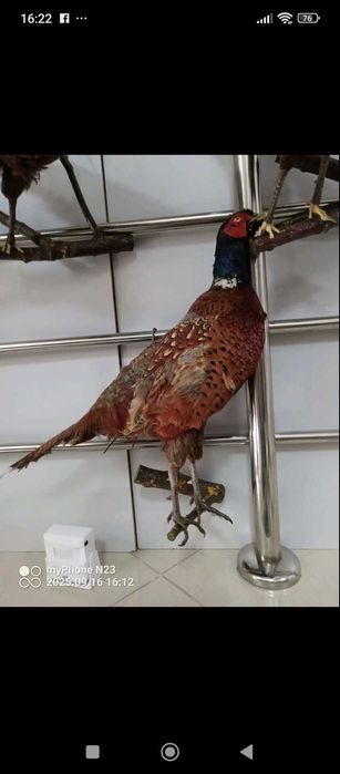 Фазани і сови гарна вичінка