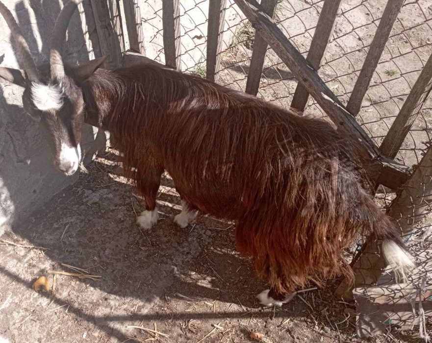 ПРОДАЮ кіз. беез запаху