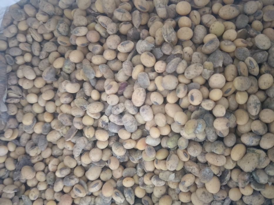 Продам сою не кондиція НАЯВНІСТЬ 400кг