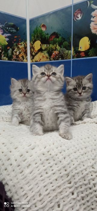 Британські кошенята, таббі.