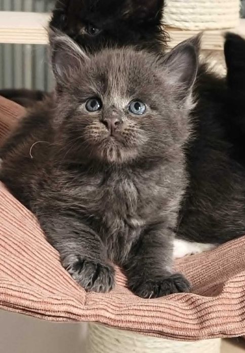 Maine coon macho azul - LOP