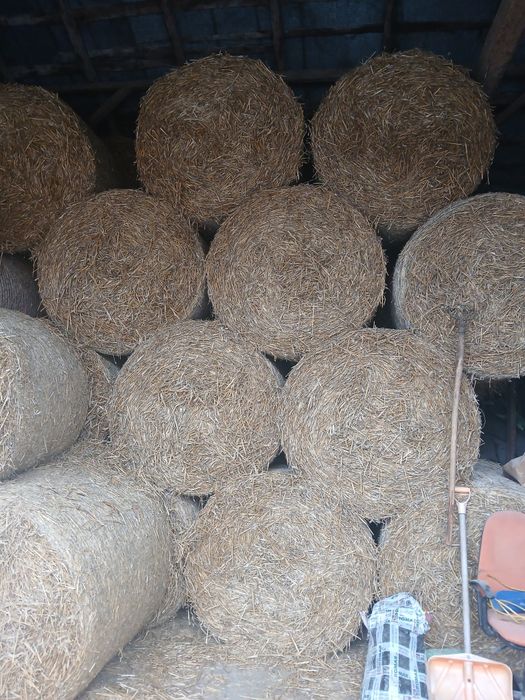 Sprzedam suchą słomę, ze stodoły