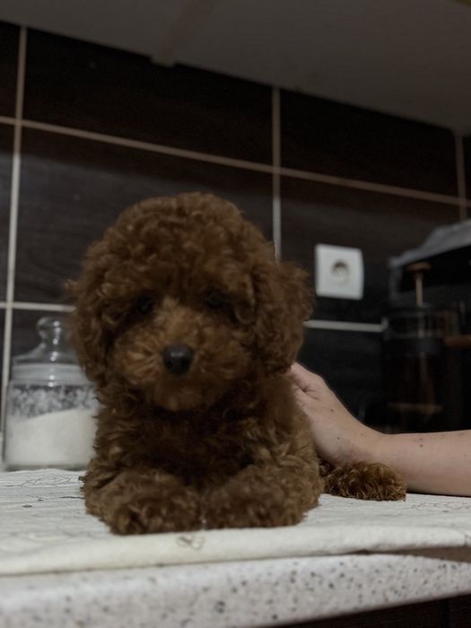 Детки той пудель Китай