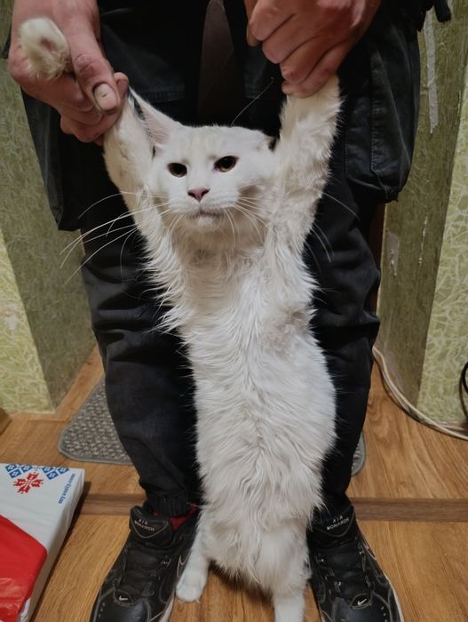Мейн Кун, мальчик.