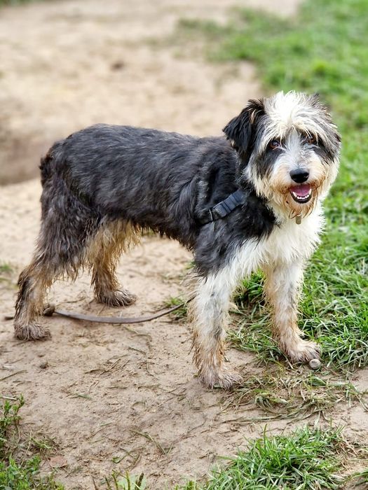 Panda czeka na swój pierwszy dom!