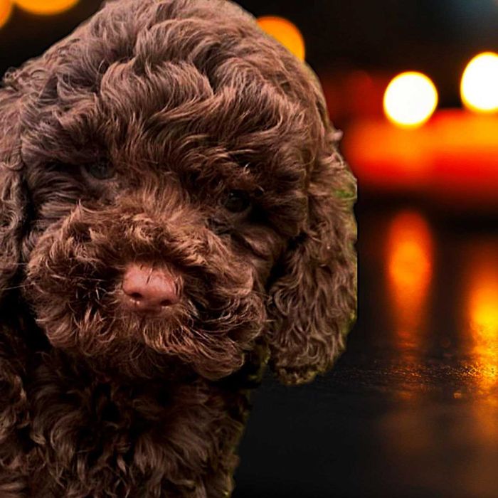 Той Пудель Шоколад (стандарт)