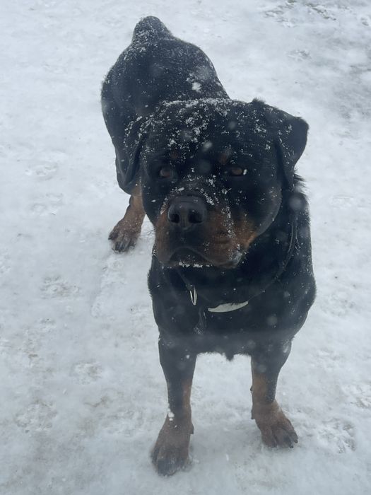 Ротвейлер вязка