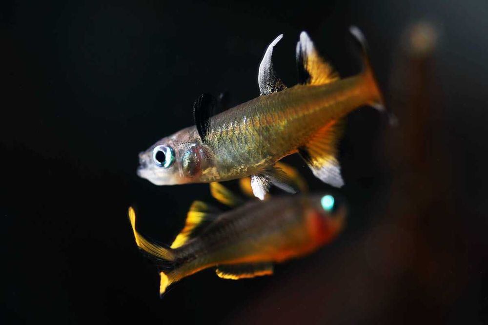 Modrook signifer - Pseudomugil signifer - dowóz, wysyłka