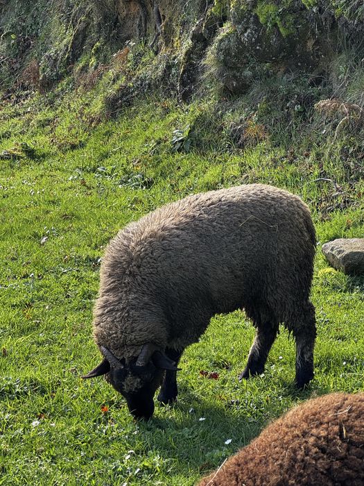 Carneiro cruzado de sufolk