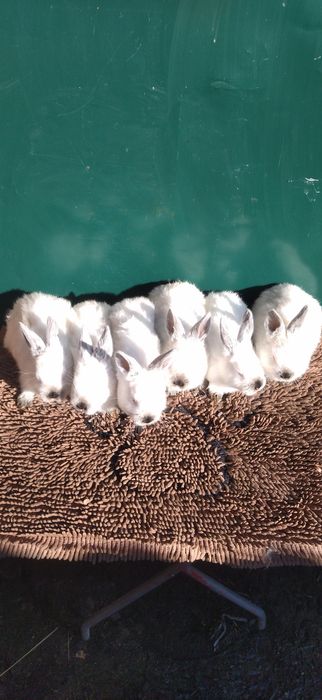 Кролята Каліфорнії,та Термонців.