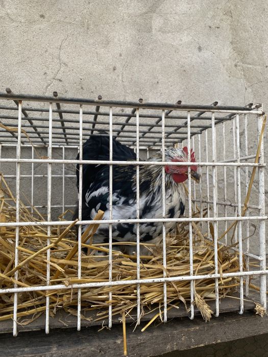 Sprzedam koguta kochina